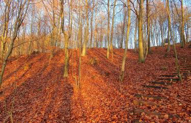 Schody do wody Domek z linią brzegową Kaszuby sauna goraca balia - Foto 66