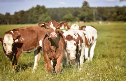 Buschschänke Lomnitz - Appartements - Foto 27