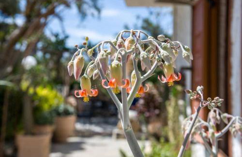 Renas Secret Garden House - Foto 18