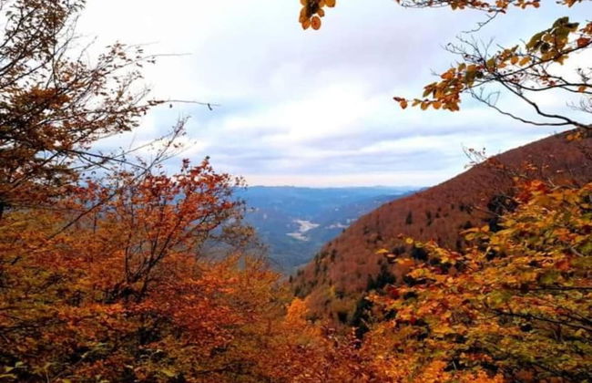 Rendeux Forest View Retreat - Photo 32