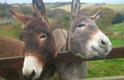 Meadowbeck Holiday Cottages - Photo 7