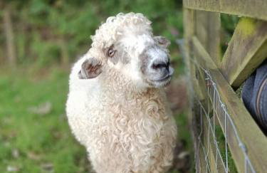 The Lambing Shed, Cornwall - Foto 32