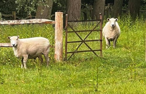 1 Bed in Eye- oc-34390 - Foto 8