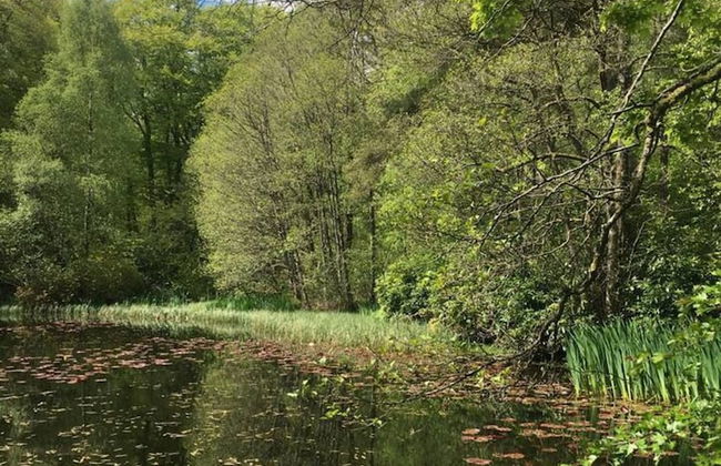Cosy Woodland off Grid Shepherds Hut - Rowan - Foto 23