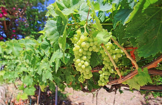 Marilena Sunset Villa Dio - Foto 10