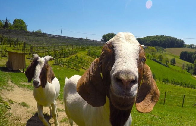 Apartment in St. Stefan im Rosental - Foto 20