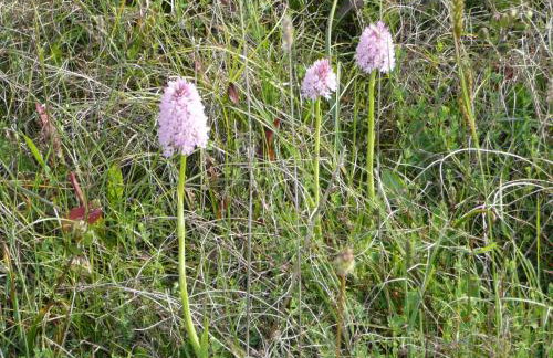 Aroggia Farm - Foto 59