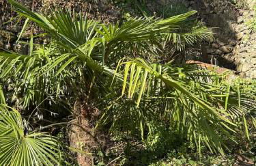 Gîte Citronnier Authentique et paisible - Foto 20