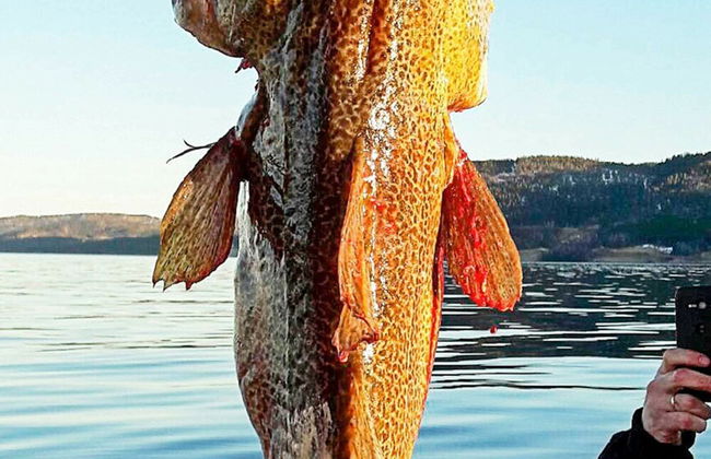 7 Person Holiday Home in Lensvik - Foto 16