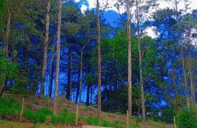 Chalé da Mantiqueira SFX , Pet friendly - Foto 14