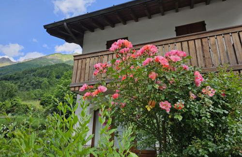 Stella Alpina - Foto 1