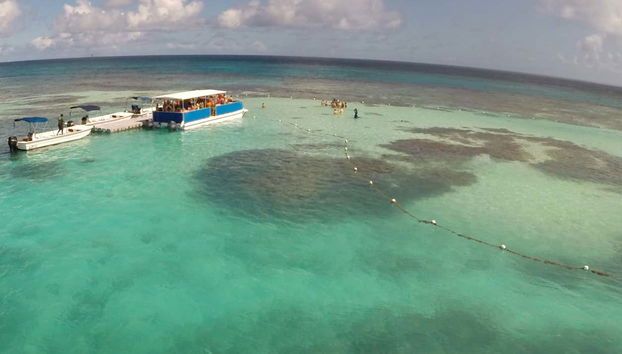 Stingray Spotting Experience in Stingray City Antigua - Foto 3