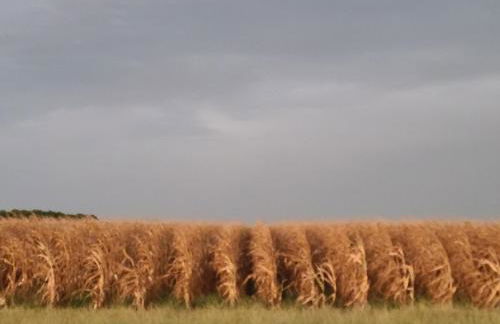 Cowboy Cottage, Country Charm - Foto 5