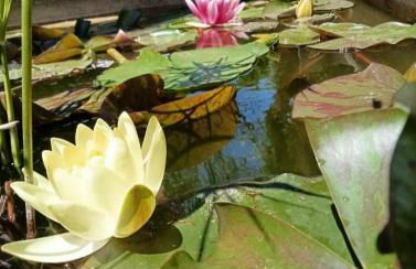 petite maison avec jardin calme - Photo 1