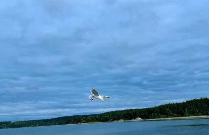 Cozy Garden 4BR1BA Lower Unit Ocean Mountain Views with doggies EV Charging - Foto 12