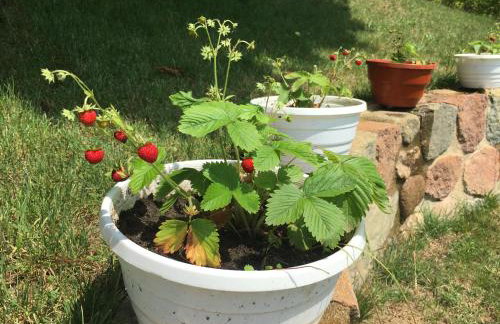 Domek nad Bugiem z Sauną - Foto 12