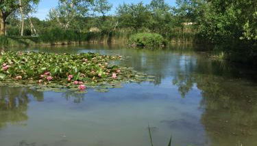 Jard marais océan - Foto 4