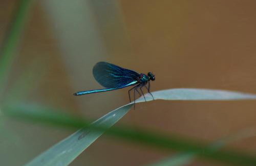 Ferienwohnung "FeWo am Bach" - Pegnitz - Foto 24
