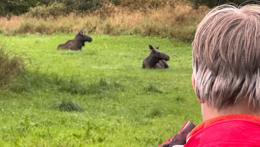 Avvistando questi bellissimi animali