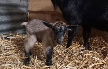 Le Grand Chalet - Foto 17