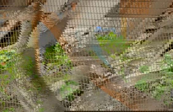 Find Peace - Tiny House in Japanese Garden - Foto 41