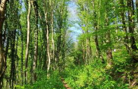 SMARAGD RIVER near Rastoke & Plitvice Lakes - Foto 46