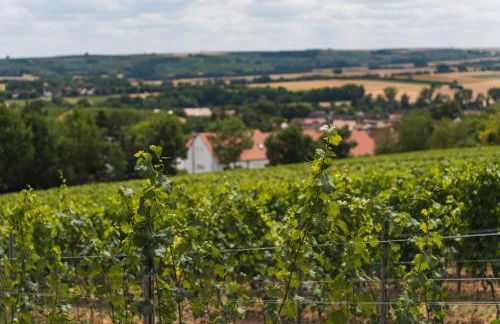 Appartment in den Weinbergen bei Mainz - mit 2x Doppelzimmern, 1x großes Wohnzimmer, Bad & Küche - Foto 11