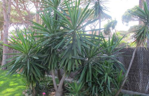 Villa Alegría - Foto 38