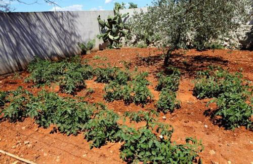 VILLA VIOLA CON PISCINA A TIGGIANO in PUGLIA SALENTO di VACANZELAROSA - Foto 5