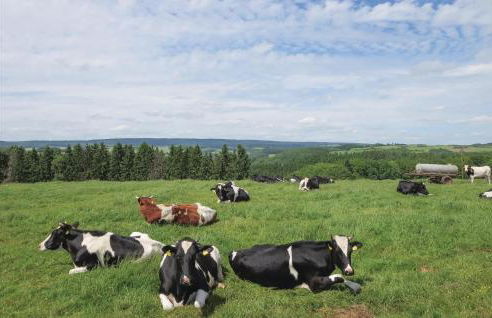 Ferienhaus 1 Wolfschlucht - Foto 13