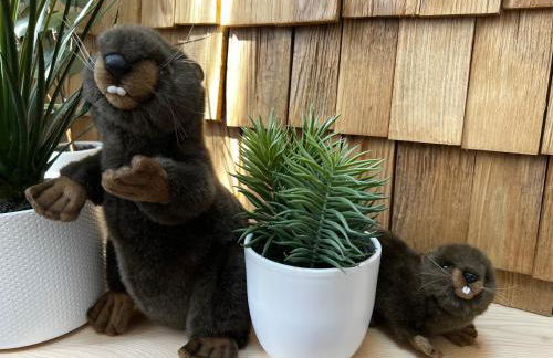 Castor Coquin Aubagne Cassis Aix en Provence - Foto 21