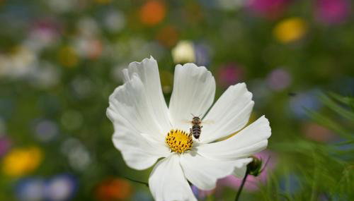 Schwarzwald Chalet - Karlshütte - Foto 3