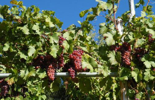 Ferienwohnungen Familie Schwarze - Foto 15