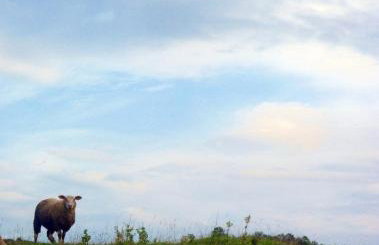 Owczarnia Agroturystyka Ekologiczne Gospodarstwo Owczarskie - Foto 34