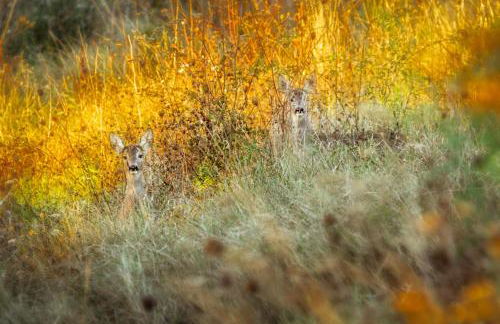 Agriturismo Castello Di Pupaggi - Foto 73
