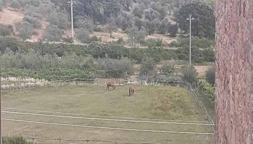 Villa Le Palmine - Foto 5