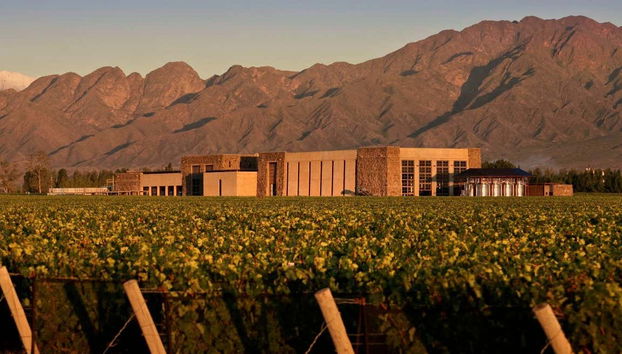 Viñedos de la bodega Séptima