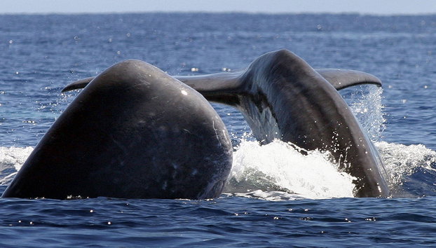 Avistamiento de Ballenas en las Azores - Foto 2