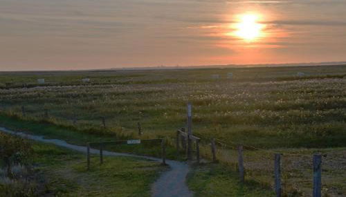 Seemöwe am Naturstrand - Foto 3