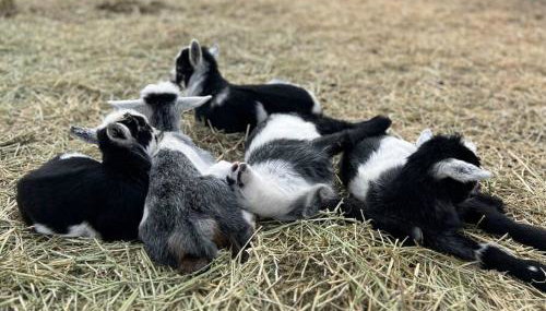 Farm Retreat with Jacuzzi, Fire Pit, Mini Goats, Mini Ponies and Mini Cows - Foto 2