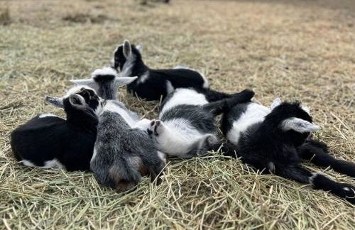 Farm Retreat with Jacuzzi, Fire Pit, Mini Goats, Mini Ponies and Mini Cows - Foto 2