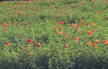 POPPY LUXURY LODGE Sleeps 8 at Fairview Farm, Ravenshead, Nottingham Near Sherwood Forest, Dog Friendly, Farm Stay great for wedding groups, families, Hen Do's, friends gatherings with amazing views - Foto 2