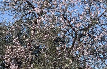 The Palm Tree House Alentejo Private swimming pool 6 suites Iconic Palm tree - Foto 8