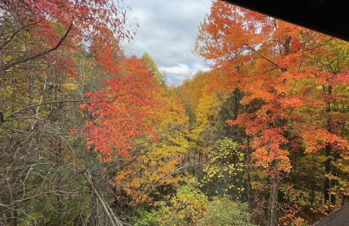 Bears Among Us - Foto 24