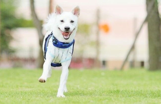 Ponta Village Karuizawa - Foto 32