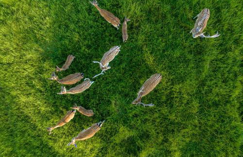 Siedlisko Leszczewek - Foto 72