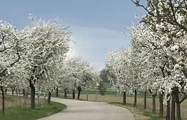 Holiday home with sauna and garden lounge - Foto 46