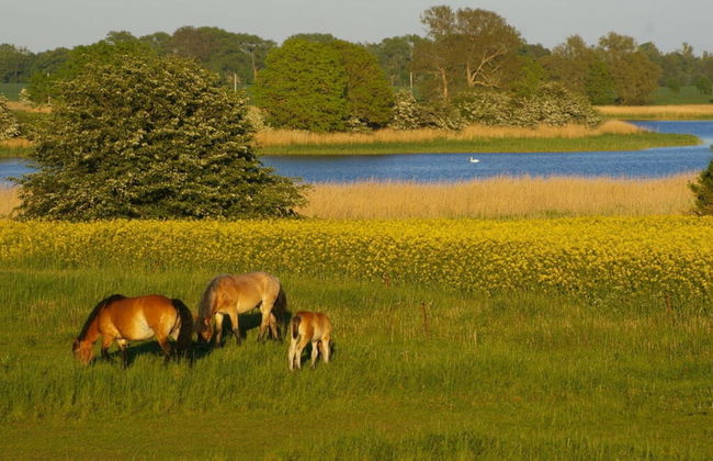 Cosy Apartment in Garz - Foto 16
