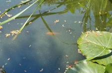 Ferienwohnung Raabsteine - Foto 20