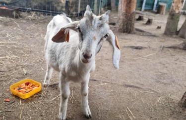 Domek Adam - Jacuzzi dodatkowo płatne - Foto 45